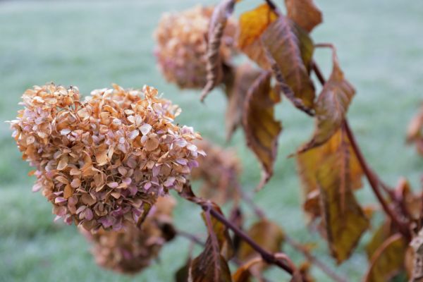 Hydrangea Removal in Santa Cruz