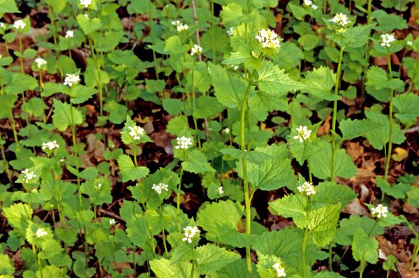 Garlic Mustard Removal in Santa Cruz