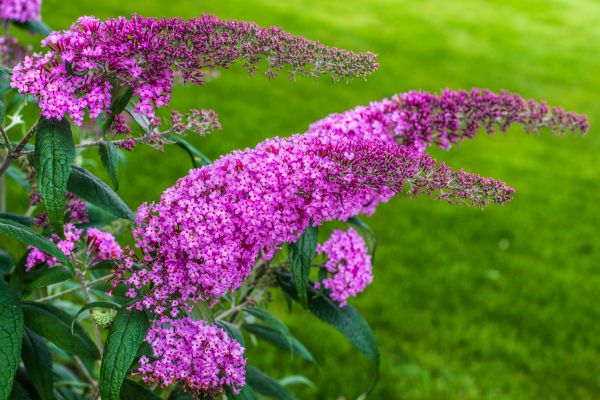 Butterfly Bush Removal in Santa Cruz