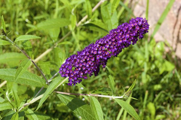 Butterfly Bush Pruning in Santa Cruz