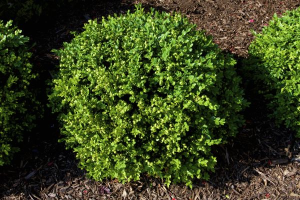 Boxwood Removal in Santa Cruz