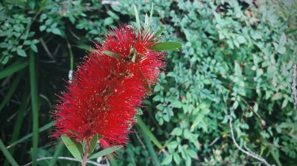 Bottlebrush Pruning in Santa Cruz