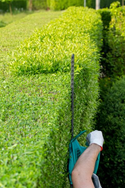 Hedge Trimming in Santa Cruz