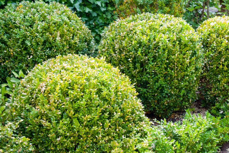 Healthy Shrubs in Bloom